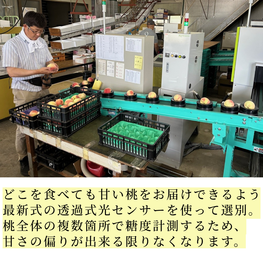 山梨県産 桃 通販 もも 丸章青果
