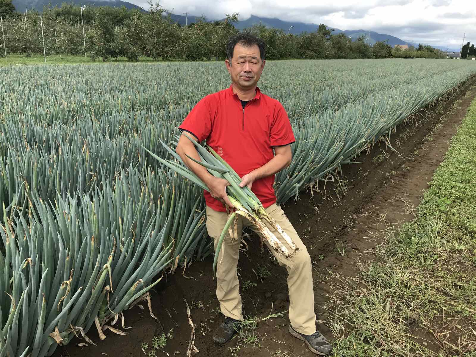 長野県高地栽培 白ねぎ