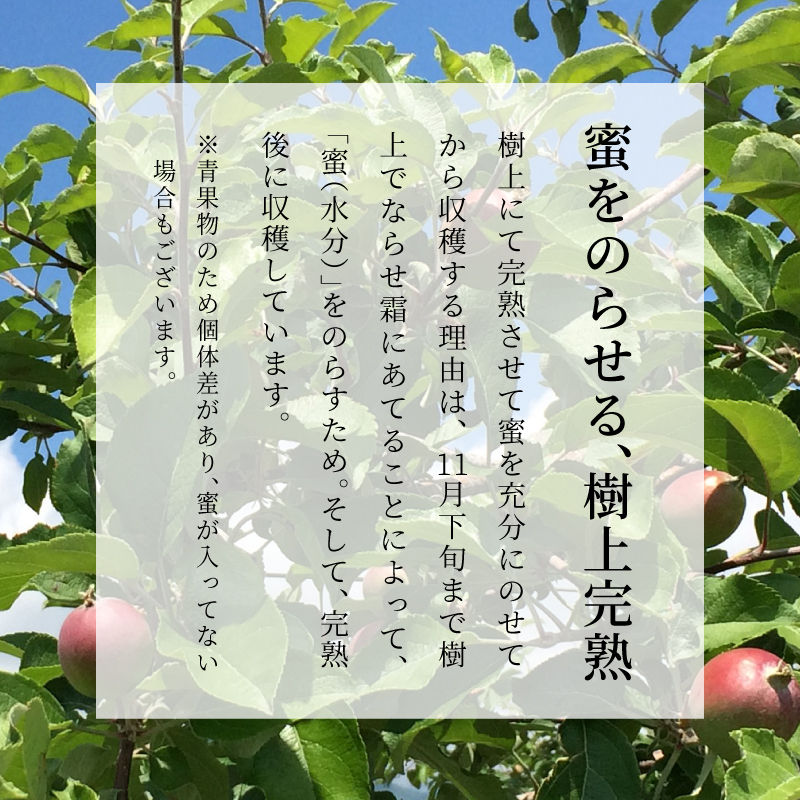 長野県産りんご むぎわらぼうし 通販 お取り寄せ 産地直送 樹上完熟