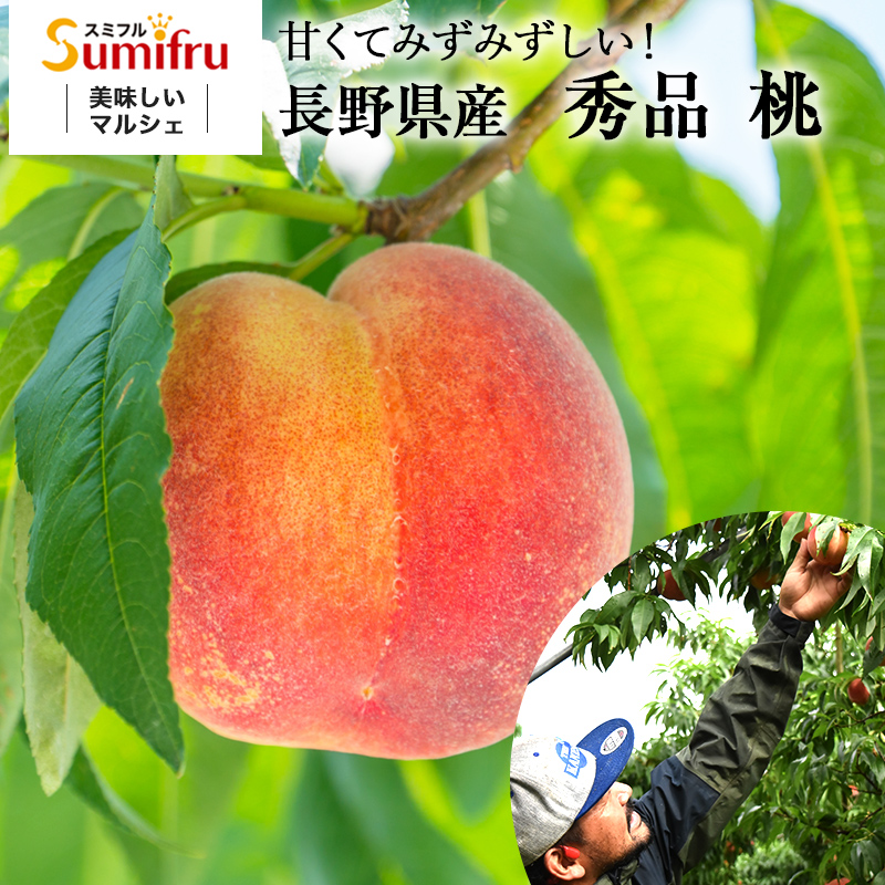 長野県産りんご カネシゲ農園 通販 お取り寄せ 産地直送