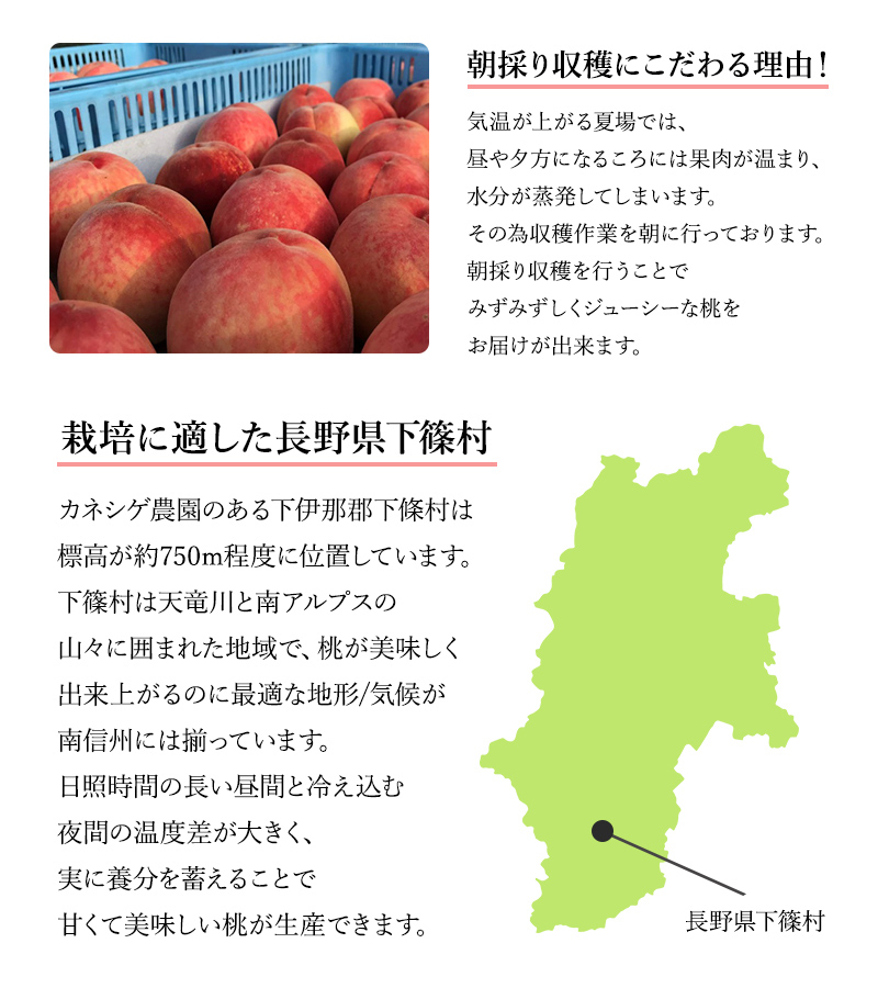 長野県産もも カネシゲ農園 通販 お取り寄せ 産地直送