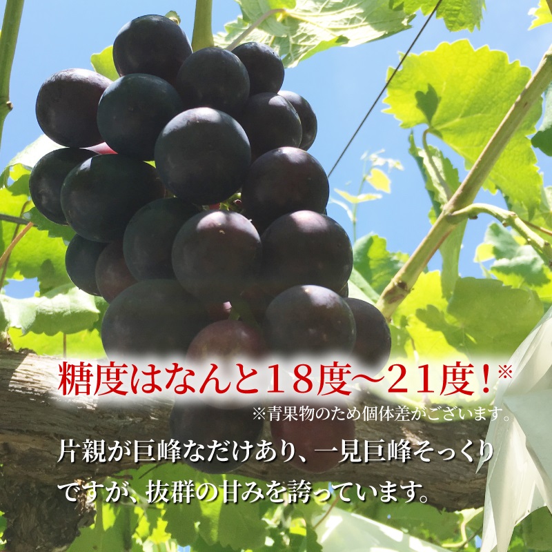 長野県産 ぶどう 通販 シャインマスカット ナガノパープル タマファーム
