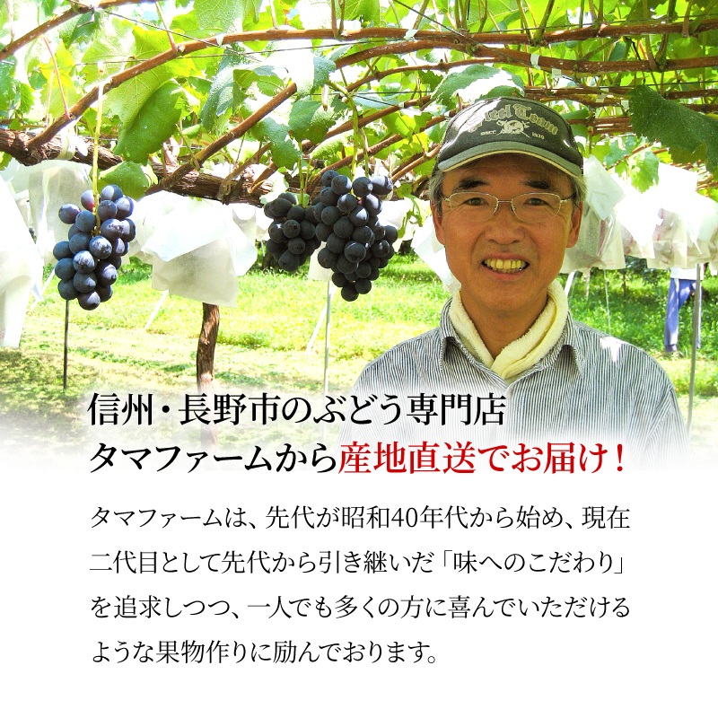 長野県産 ぶどう 通販 シャインマスカット ナガノパープル タマファーム