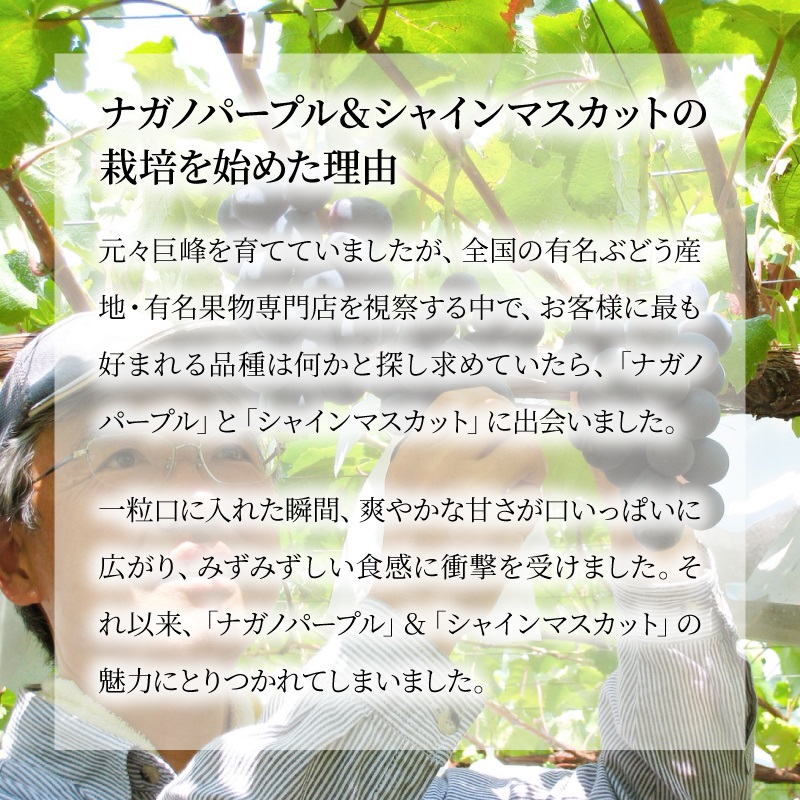 長野県産 ぶどう 通販 シャインマスカット ナガノパープル タマファーム