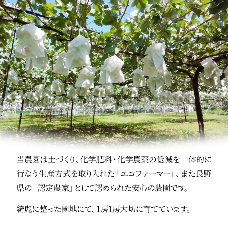 長野県産 ぶどう 通販 シャインマスカット ナガノパープル タマファーム