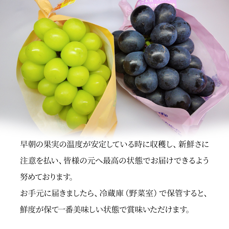 長野県産 ぶどう 通販 シャインマスカット ナガノパープル タマファーム