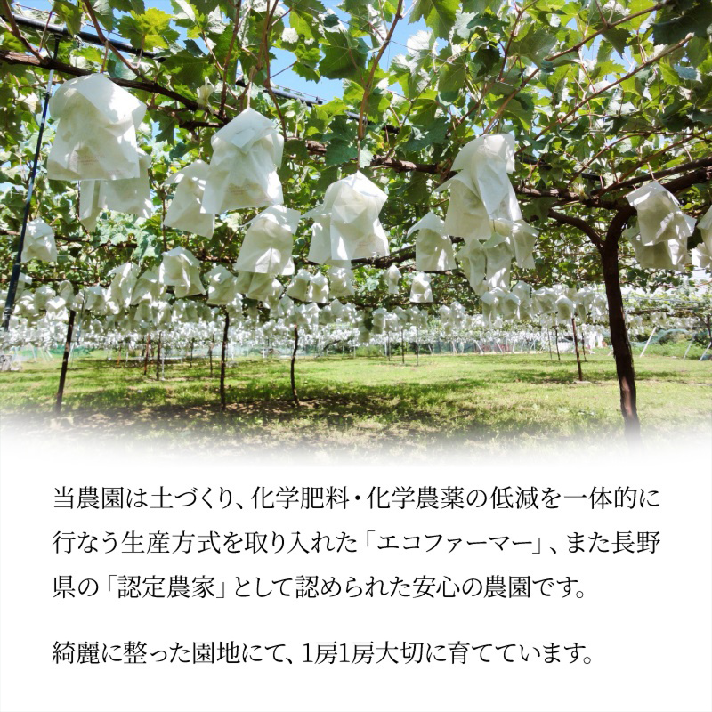 長野県産 ぶどう 通販 ナガノパープル タマファーム