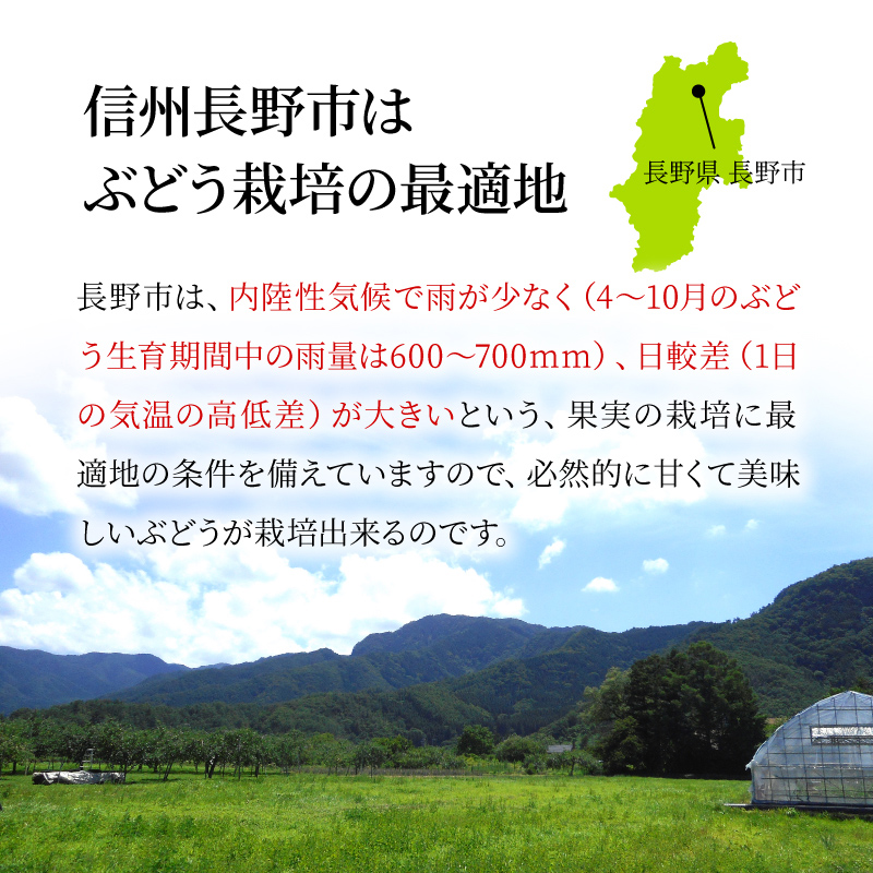 長野県産 ぶどう 通販 シャインマスカット タマファーム