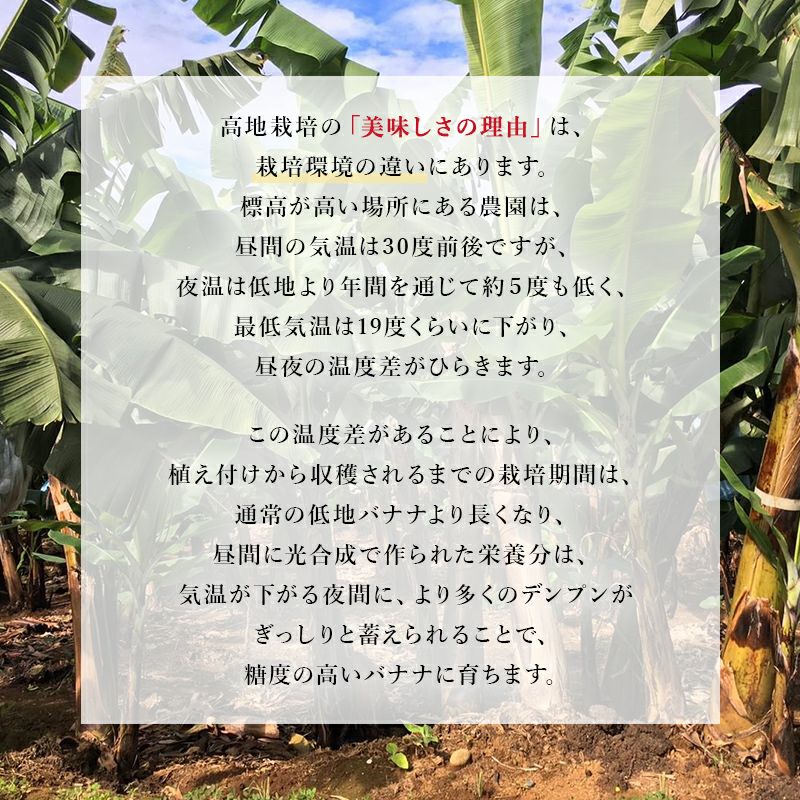 スミフル 甘熟王 通販 バナナ オフィス