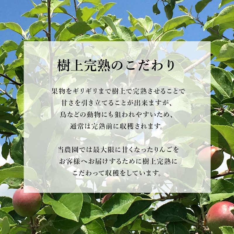 長野県産サンふじりんご 通販 お取り寄せ むぎわらぼうし 樹上完熟
