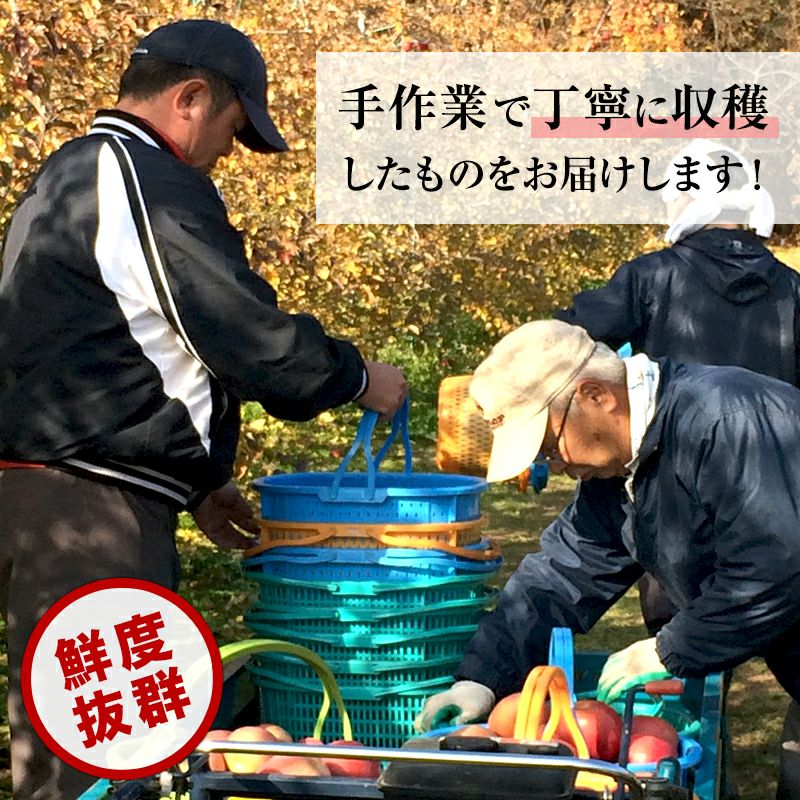 長野県産サンふじりんご 通販 お取り寄せ むぎわらぼうし 丁寧に収穫