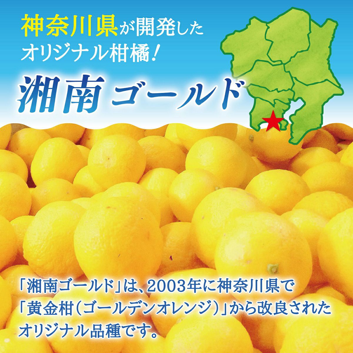 神奈川県産湘南ゴールド 通販 スミフル 果物
