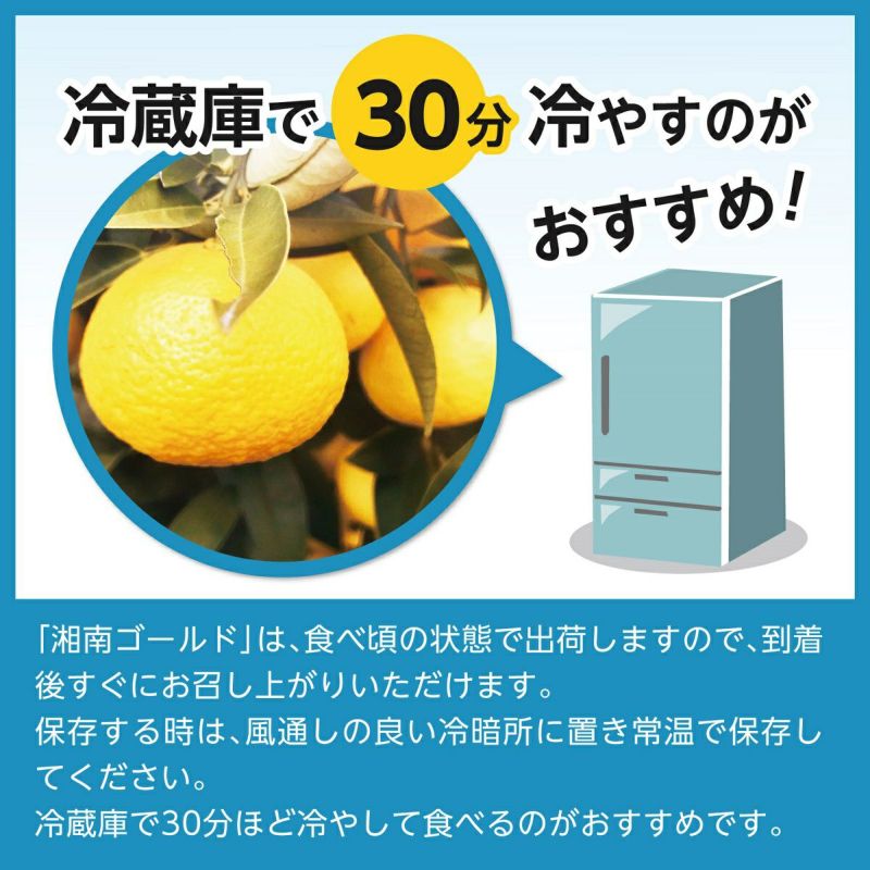 神奈川県産湘南ゴールド 通販 スミフル 果物