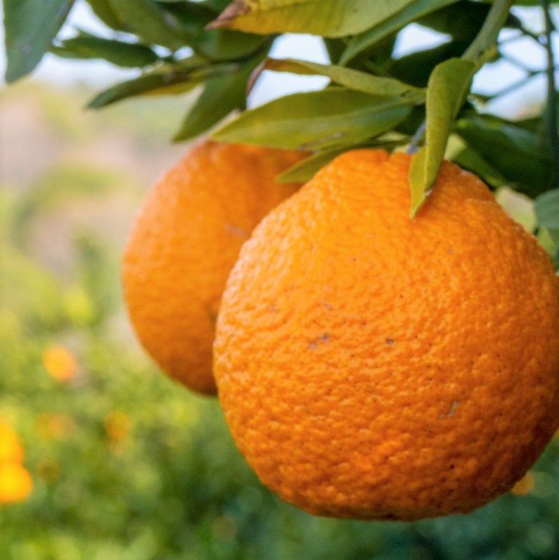 デコポン 不知火 通販 柑橘 スミフル