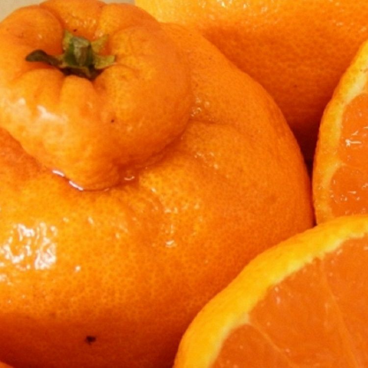 デコポン 不知火 通販 柑橘 スミフル