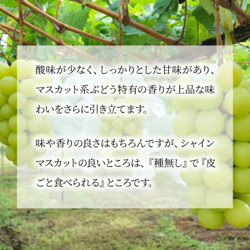 シャインマスカット ナガノパープル 通販 タマファーム