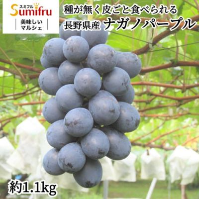 ナガノパープル【特秀】 約1.1kg(2房) | スミフルの美味しいマルシェ