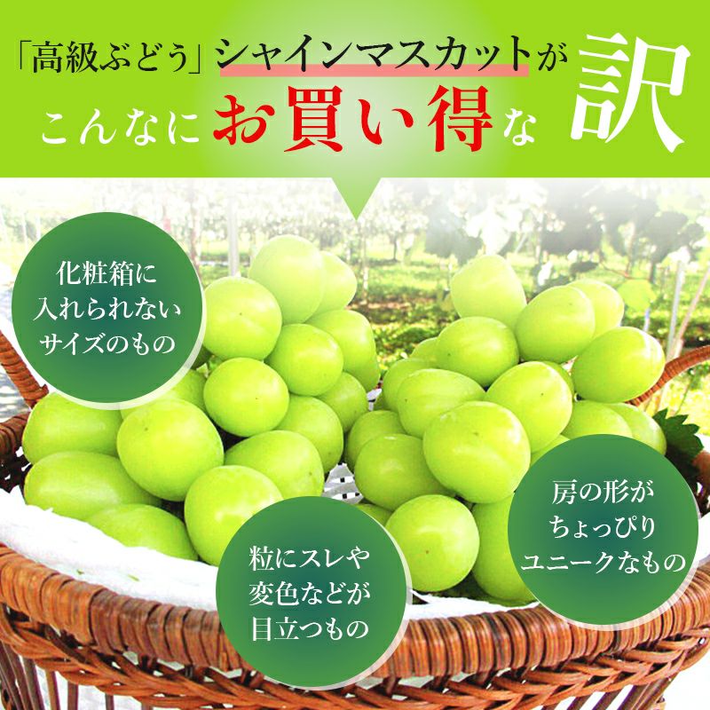 シャインマスカット 通販 タマファーム ぶどう 訳あり