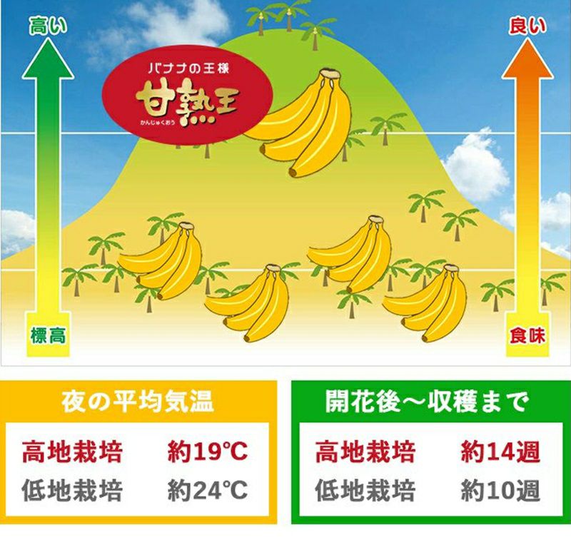 スミフル 甘熟王 通販 バナナ 