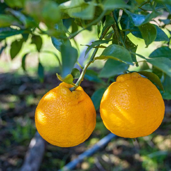 長崎県産　不知火　20キロ　#4 長崎県産 不知火 20キロ #4 長崎県産 不知火 20キロ #4 長崎県