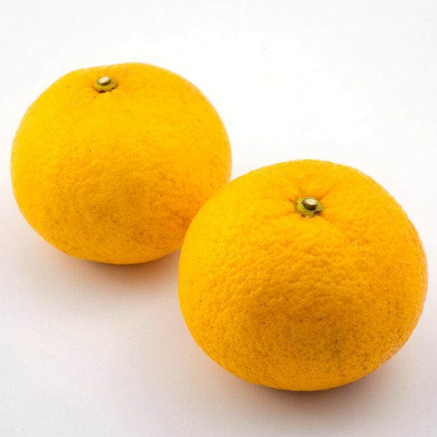夏みかん 夏みかんゼリー自宅用箱なし（80g）3個 | 柚子屋本店ONLINE STORE