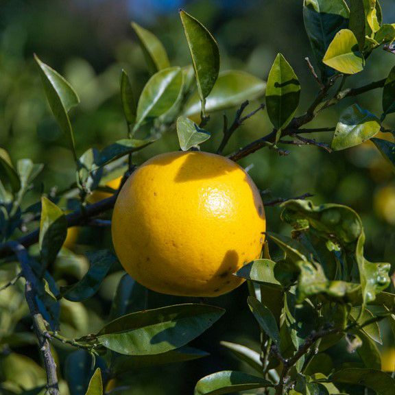 グレープフルーツ（月夜実） | スミフルの美味しいマルシェ