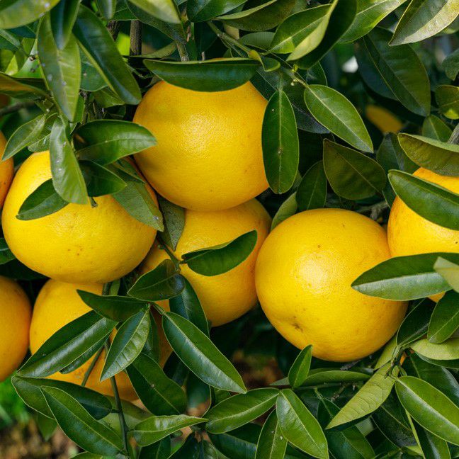 グレープフルーツ（月夜実） | スミフルの美味しいマルシェ