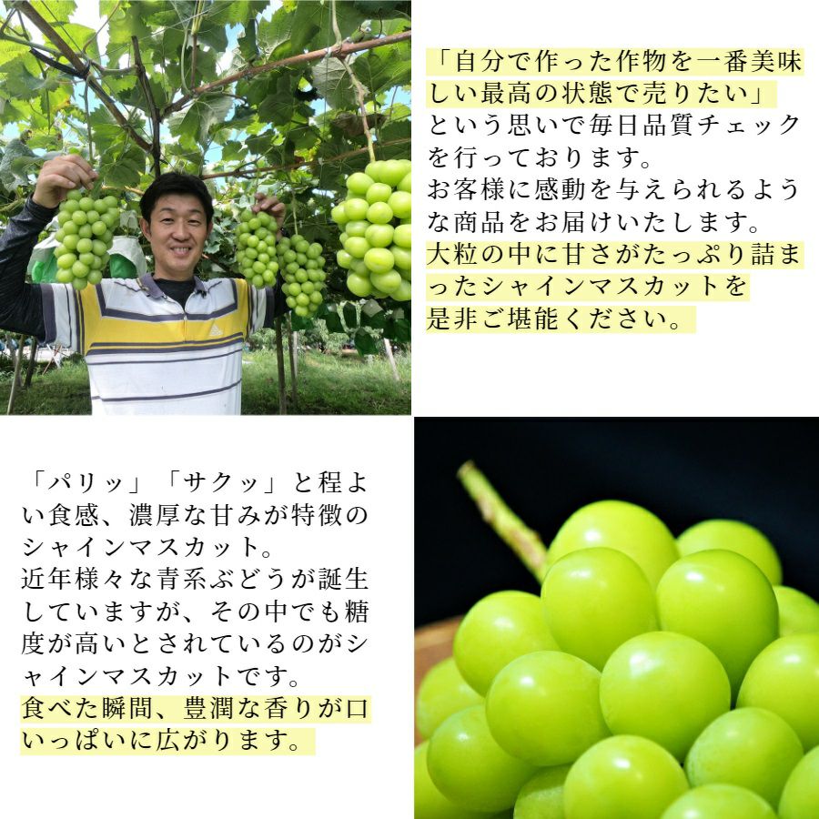 シャインマスカット【特選】 約2.0kg(3～4房) | スミフルの美味しい
