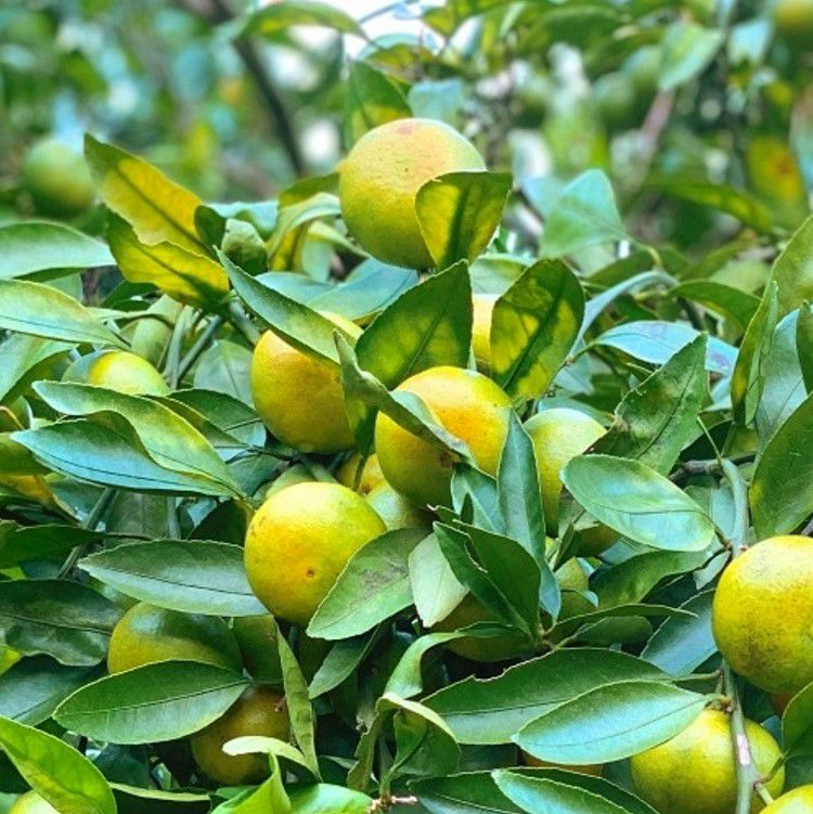 日南みかん（極早生） | スミフルの美味しいマルシェ